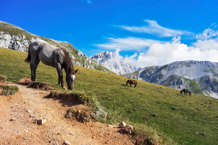 סוסים רועים באחו בפארק הלאומי גראן סאסו