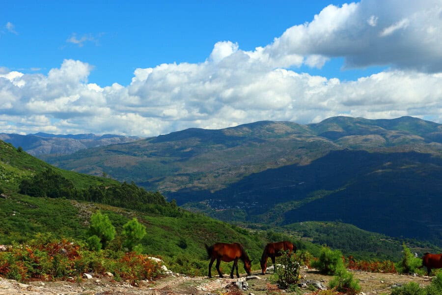סוסים בפארק הלאומי פנדה ג'רז