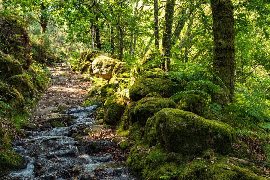 פלגי מים ועצים מכוסי טחב בפארק הלאומי פנדה ג'רז