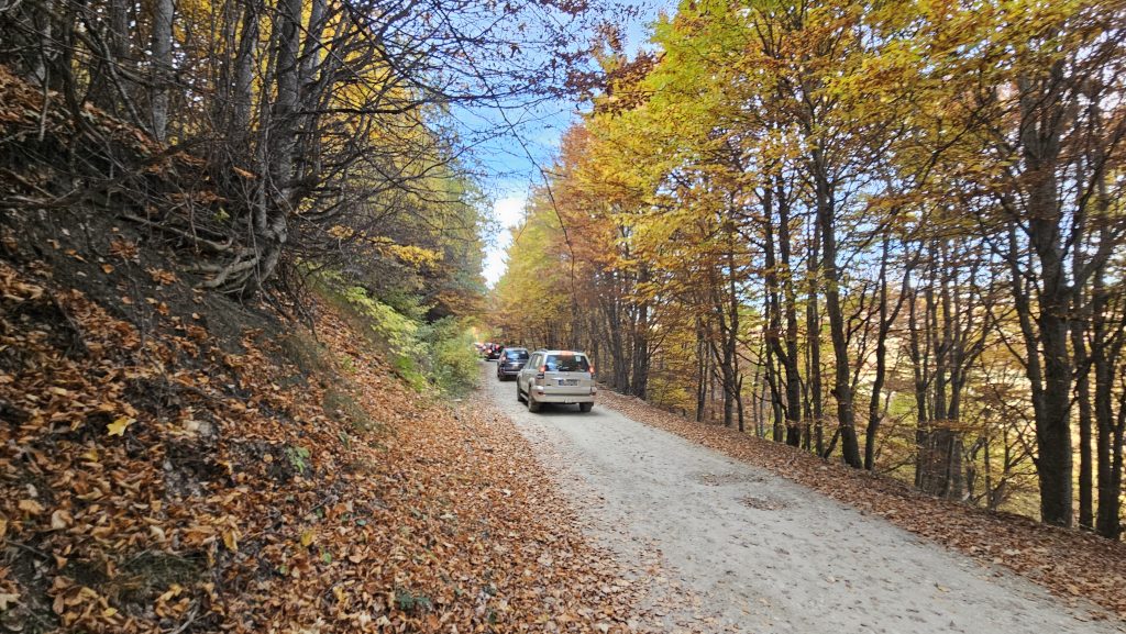 בסתיו, העלים נצבעים בגוונים עזים