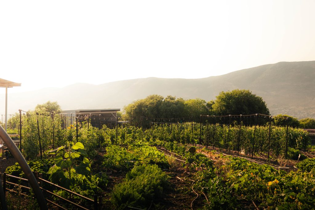 גן הירק של חוות רום | צילום: עמר גואטה