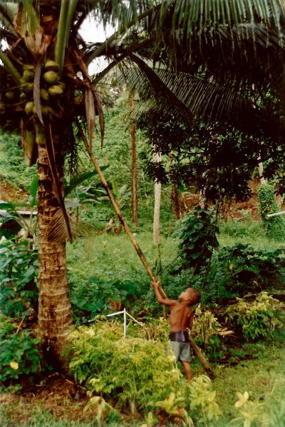 פיג'י. צילום: תומר בכר