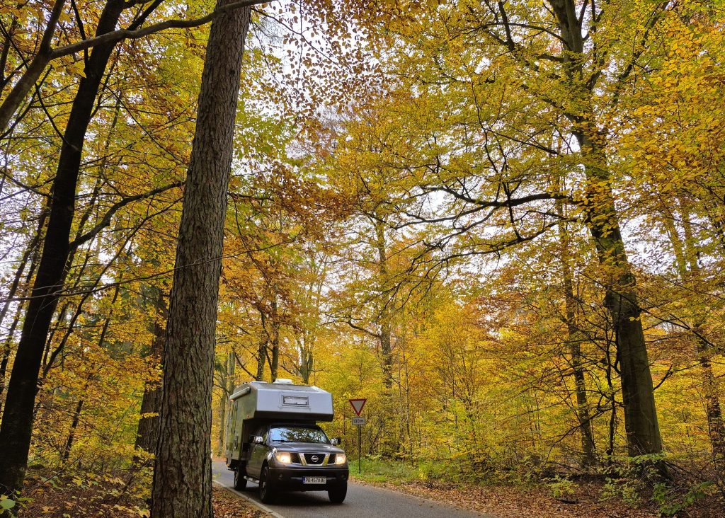 תקופת השלכת בעיצומה כעת. נסעתי בנוף יערות צבועים בצבעי שלכת אדומים וצהובים