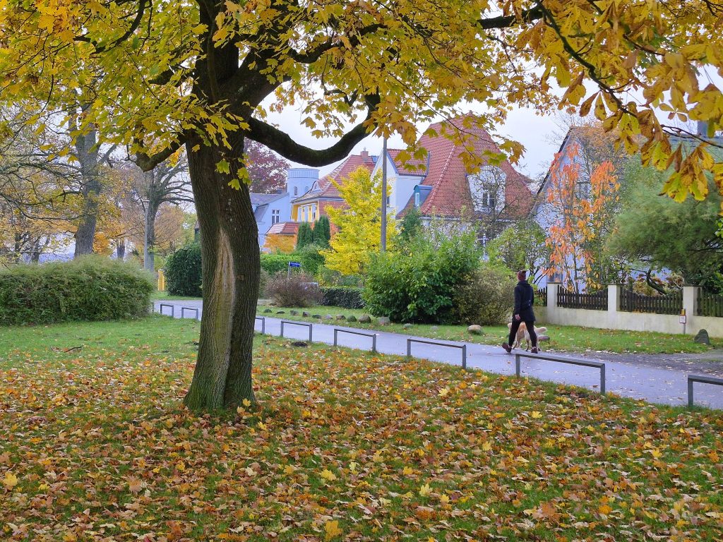 שוורין של בוקר יפה לא פחות מזו של הלילה