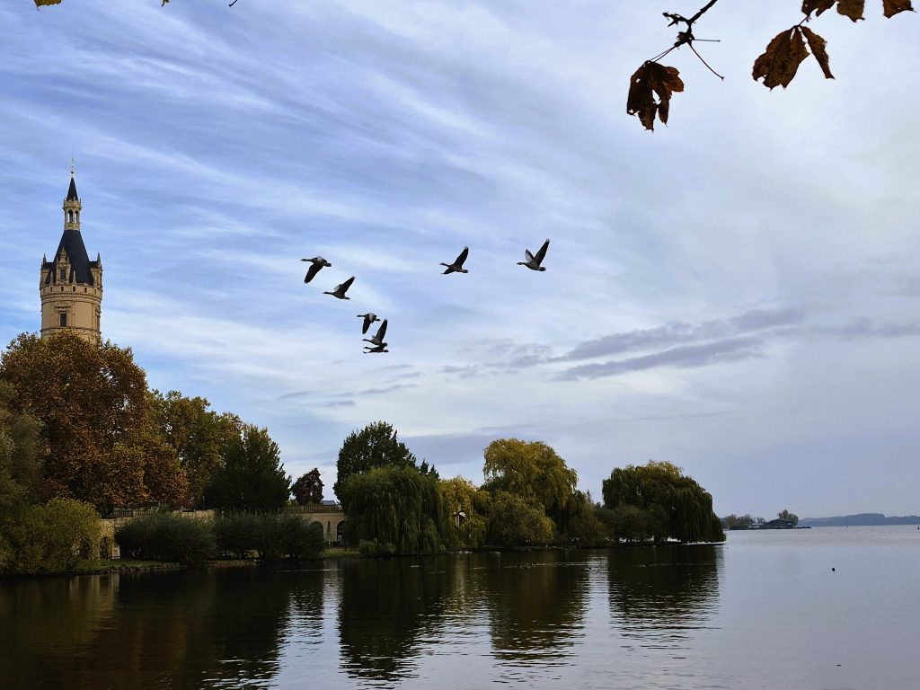 להקת אווזי בר מול הארמון שעומד כאן כבר קרוב לתשע מאות שנים