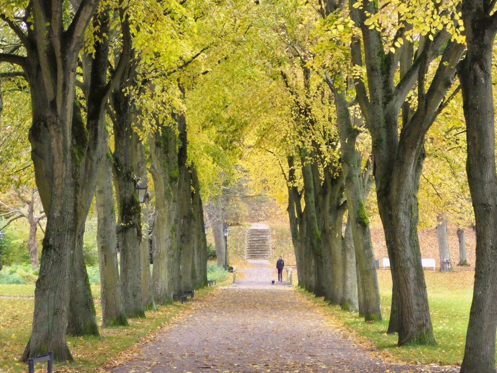 הפארק מול הארמון