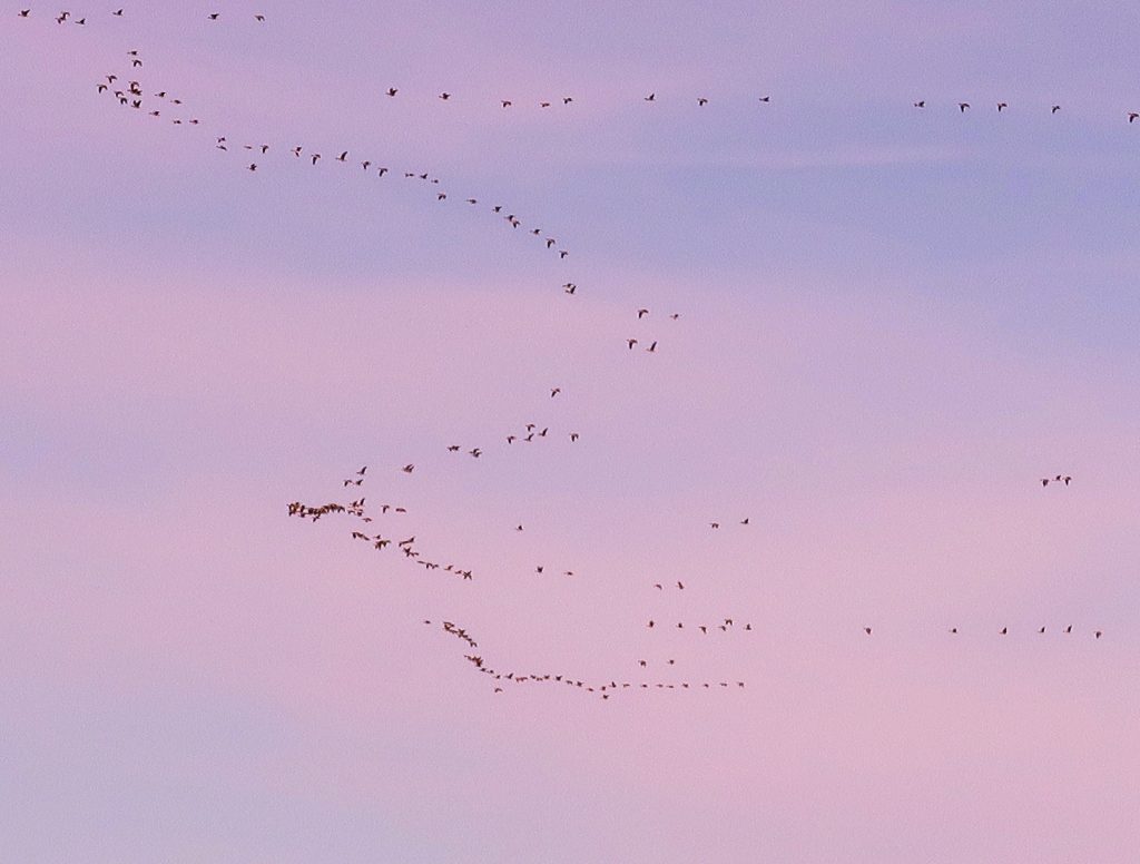 כאן נמצאת ממלכת השחפים הברווזים והברבורים. הם נמצאים בקבוצות של עשרות, לעתים מאות