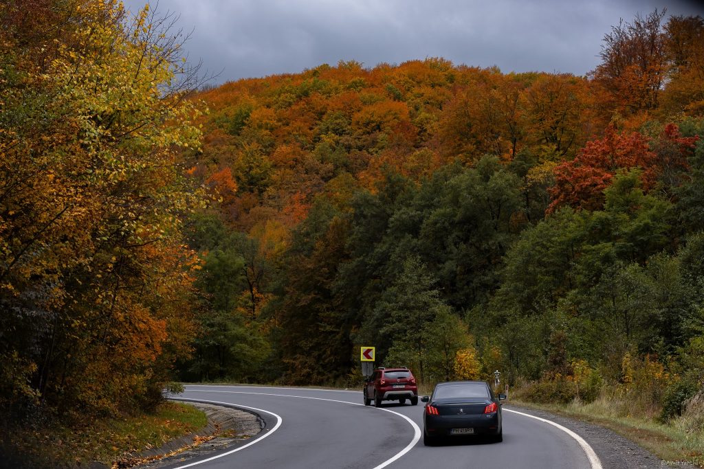 אנחנו מוקסמים מצבעי העצים בשלכת
