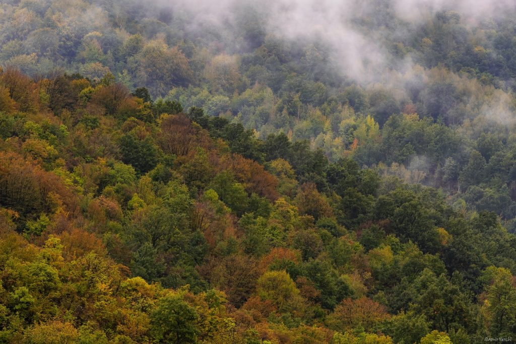 שלכת בהרי הקרפטים