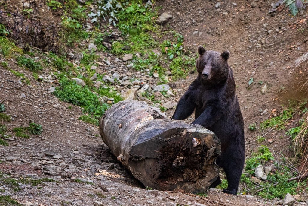 בזה אחר זה יוצאים דובים מהיער