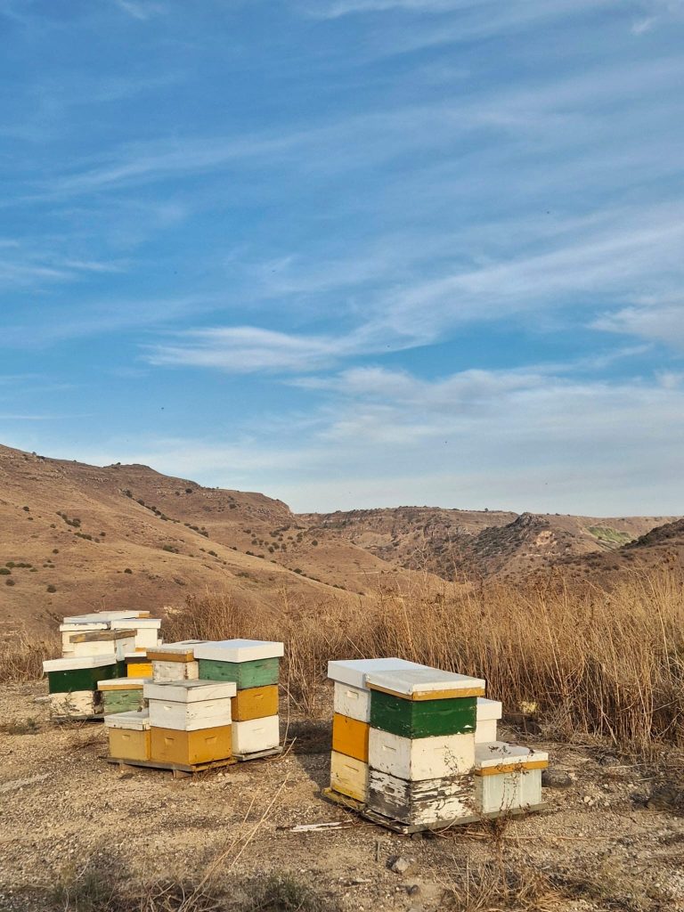 רוחמה מטלון. בתמונה שצילמה רוחמה יש איזון. איזון בין נופי הגולן החומים, כאשר ברקע נראית גמלא העתיקה, לבין קווי השמיים הכחולים, ולבסוף הכוורות. הן אמנם בולטות בצורתן המרובעת אל מול הנוף, אך גם הן מכילות דבש טבעי ודבורים רוחשות - חלק ממרקם החיים של הטבע