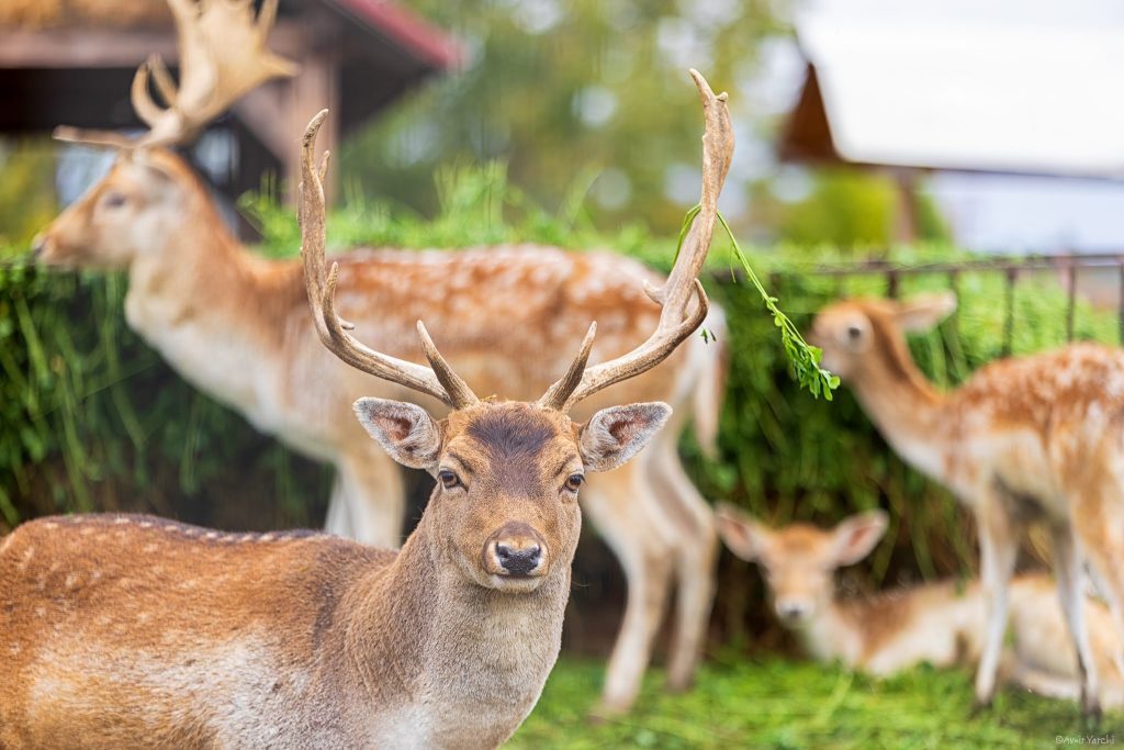פתאום אנחנו מוצאים את עצמנו לצד חווה שבה מסתובבים איילים מסוגים שונים
