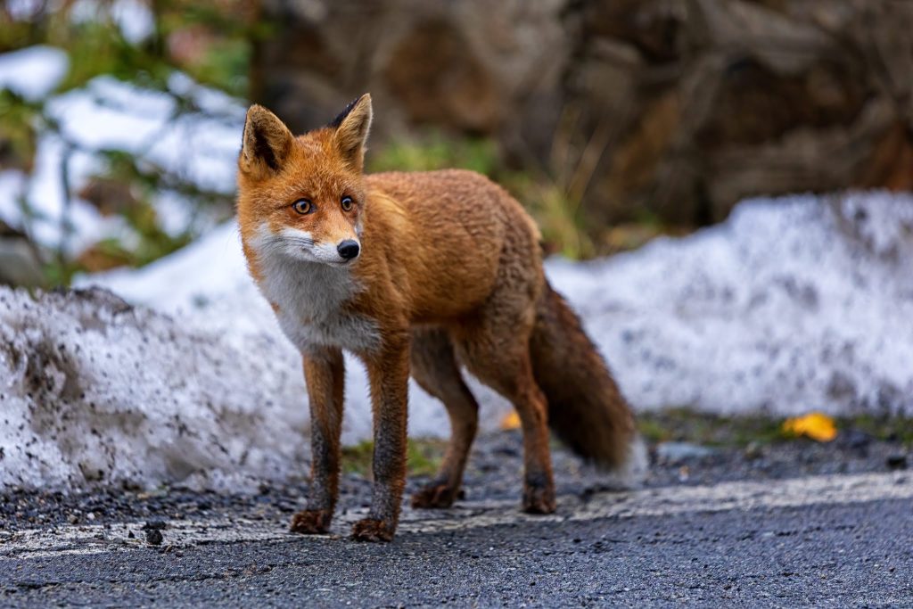 מבין העצים והשלג יוצא אלינו שועל אדום וידידותי