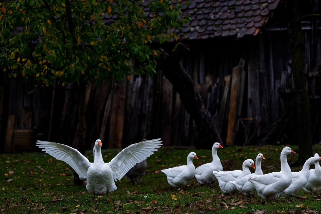 הכפרים מלאים בהפתעות