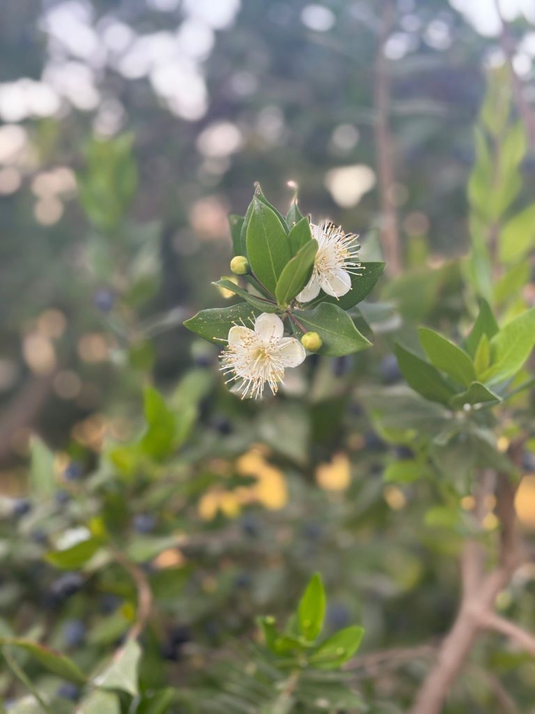 רות ברונשטיין. בצילום של רות, נראה פרח ההדס בצורה ברורה וחדה על רקע מטושטש. בתמונה נראים גם הענפים והפירות שלו, בכך אנחנו עדים לכל חלקי הצמח. שימוש נכון במצב דיוקן יוצר את האפקט הזה