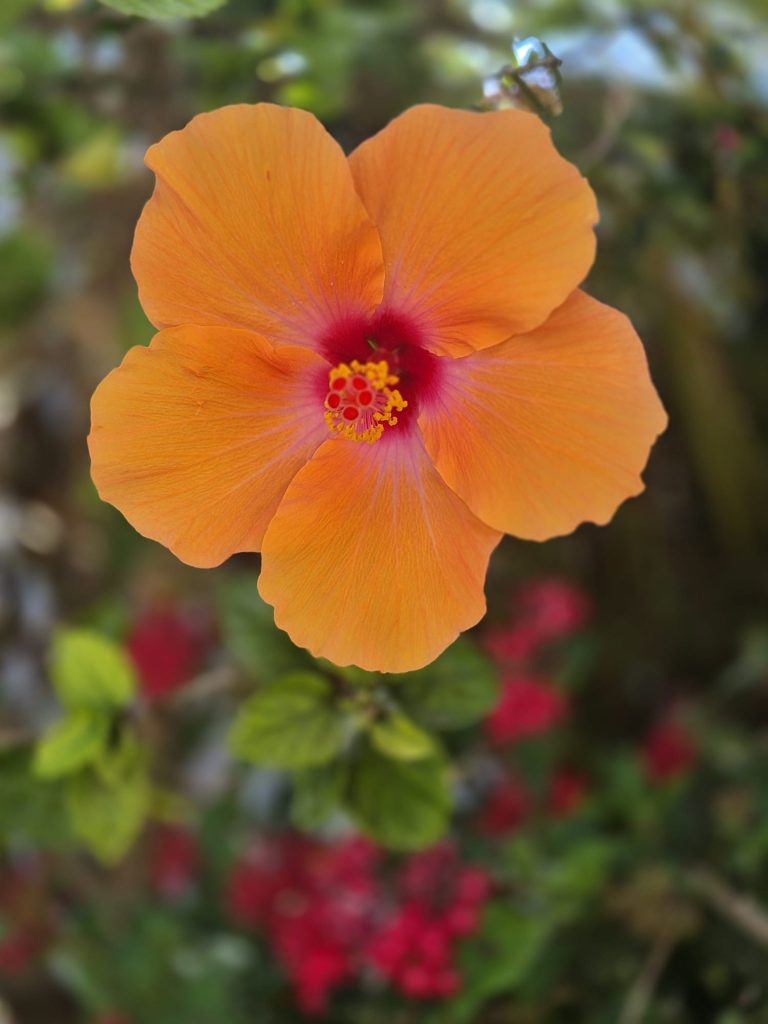 קרן שטנר. צילום בנייד מאפשר לנו להסתכל מקרוב על הדברים היפים שבחיים. קרן מצאה פרח היביסקוס כתום יפהפה, צילמה במצב דיוקן כדי להדגיש אותו ובחרה ברקע כהה יותר כדי להוסיף להדגשה. צילום אסתטי ויפה