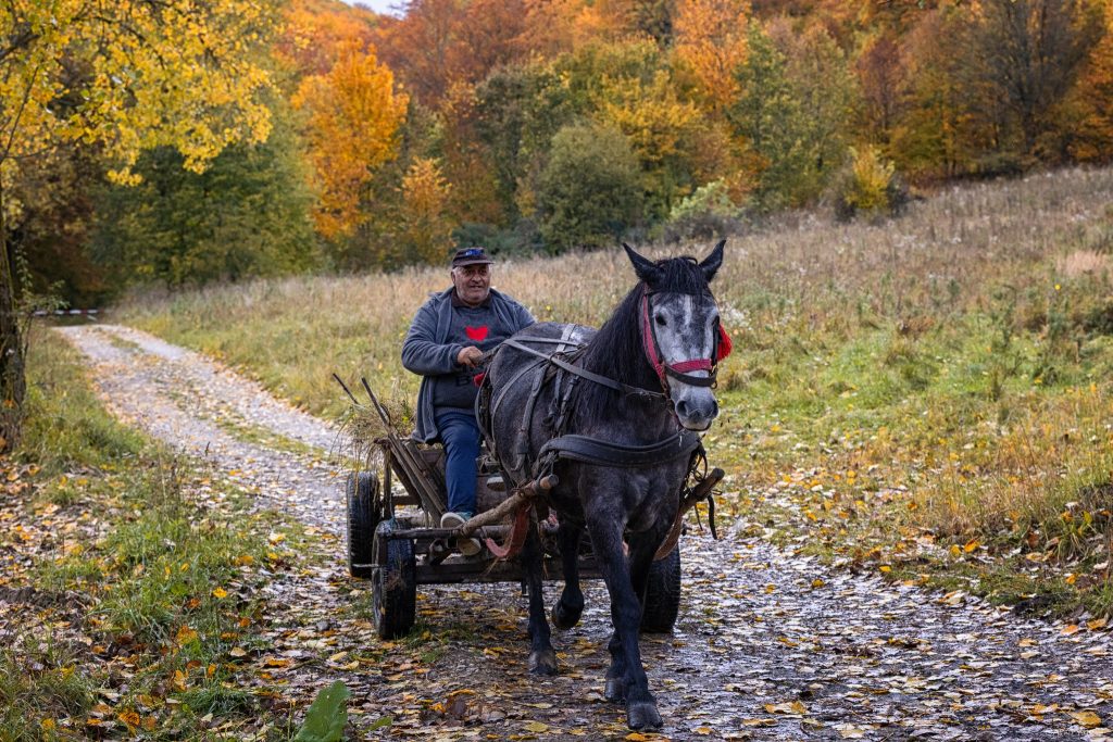 מדי פעם מופיעה עגלה רתומה לסוס