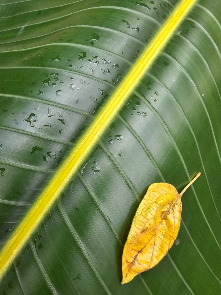 זיו צדוק. הצילום של זיו מוקפד ומדויק וניכר שנעשתה ביצירתו מחשבה רבה. מיקום העלה הוא נכון ומדגיש אותו בהתאם לחוק השלישים. הקו האלכסוני שבאמצע נעים לעין והתמונה אבסטרקטית ומעניינת