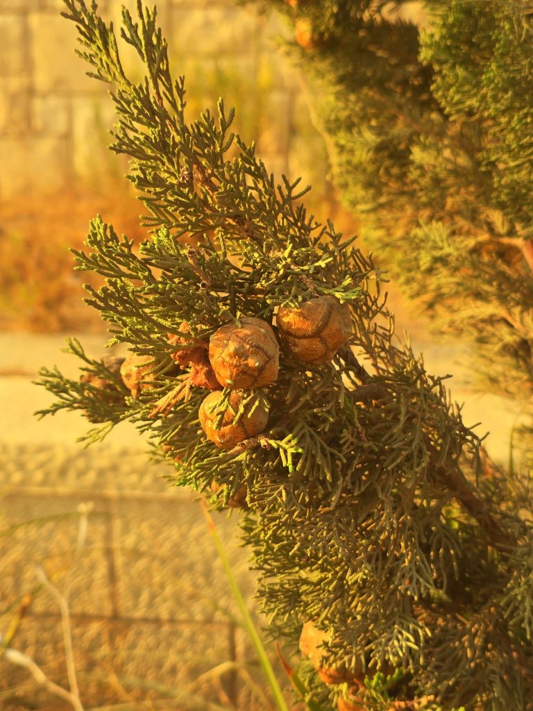 אסתר סיטון. בצילום של אסתר רואים ברוש, באלכסון יפה בלב התמונה. הצבעים החמים של שעת בין הערבים, יחד עם החומה שברקע, תורמים לאווירה נעימה וחמימה.