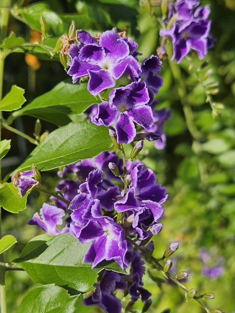 סמי ממן. סמי בחר לצלם לאורך ולהדגיש את הפרח הסגול היפיפה בתאורה של שמש. הרקע מטושטש תורם אף הוא להדגשת הנושא. תמונה יפה ואסתטית