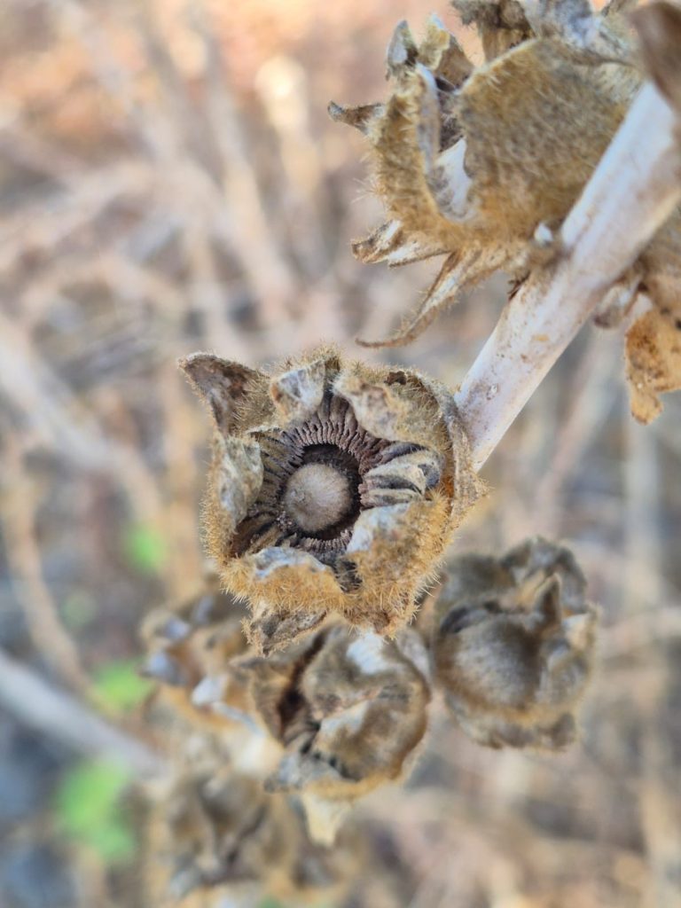 רוחמה מטלון. בקורס אנחנו לומדים שבעוד צילום עם זום למרחק הוא חיסרון של המצלמה בסמארטפון, צילום מקרוב הוא יתרון גדול. צילום של זרעי החוטמית שצילמה רוחמה מאפשר ממש להבחין בכל פרט פרט בצמח היבש, וזה יכול אף לשמש כלי לזיהוי צמחי בר