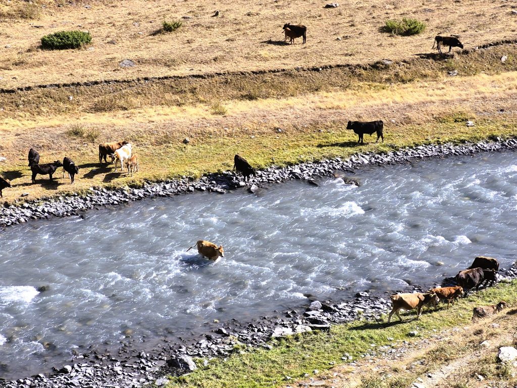 "פרות זה קל", אומר שיו, "הן מסתובבות לבד, אוכלות ומשמינות"
