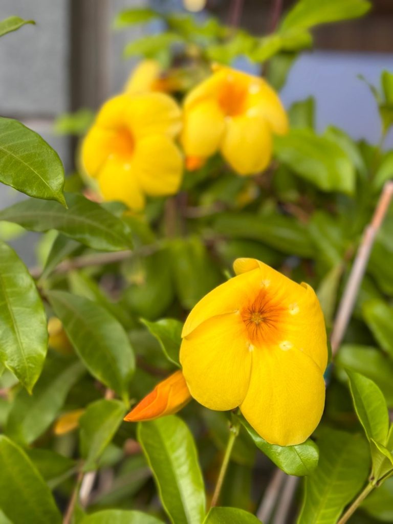 אירית באר גבל. בתמונה אנחנו שמים לב גם לפרח הצהוב, שקמל מטה ולידו ניצן חדש שמבטא צמיחה, כשברקע נראים עוד פרחים. הצבע הצהוב האופטימי של התמונה יפה ונעים לעין והחדות המדויקת מוכיחה שוב איזה יופי אפשר לתפוס גם במצלמת הנייד