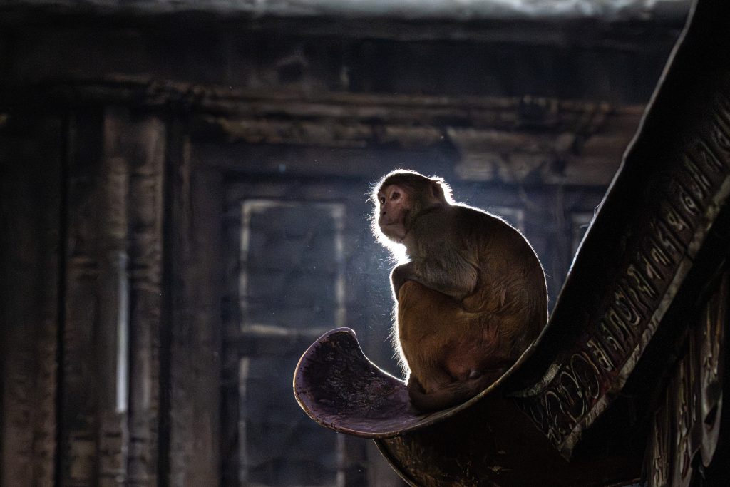 קופי הרזוס מקוק במקדש הקופים