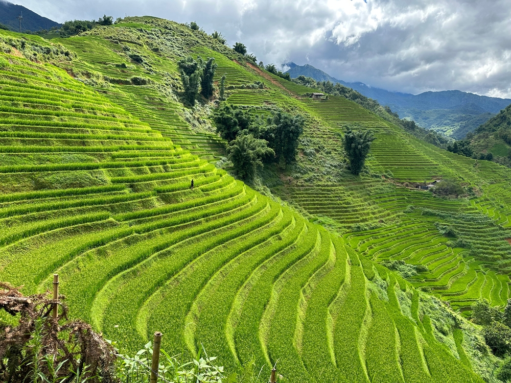 טרסות האורז המרשימות ליד סאפה בווייטנאם