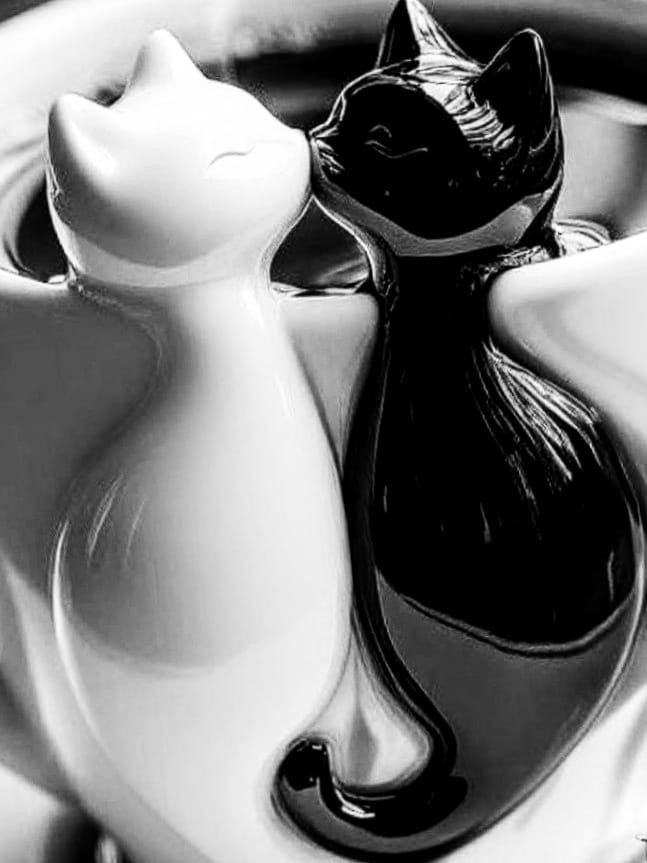 בצילום בשחור לבן, העין מחפשת צורות, צללים וטקסטורות. בצילום של יונתן, שני חתולים ברגע אינטימי מדגישים את תחושת הקרבה והמרקם.