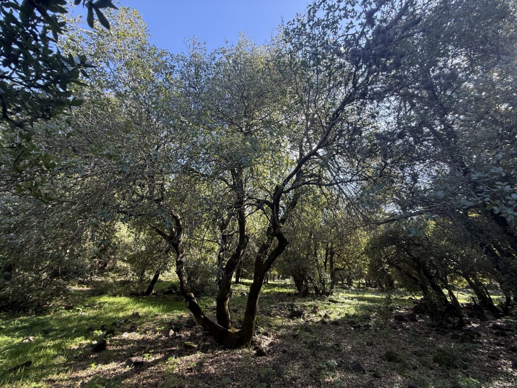 שמורת יער אדום. צילום: שלמה רודד, מתוך אתר פיקיויקי