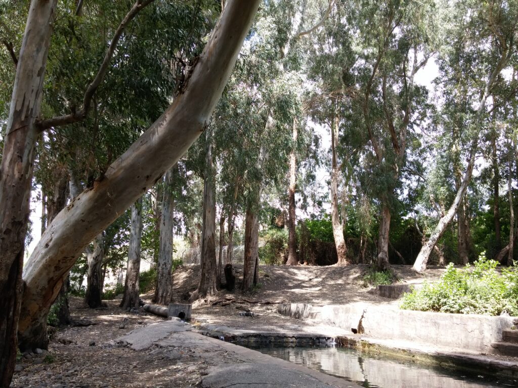 בריכת הקצינים, המוצלת בעצי אקליפטוס | צילום: שמעון יטאח, מתוך אתר פיקיויקי