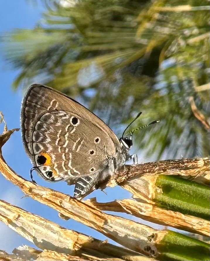 נועה ברר ינאי. בצילום שצילמה נועה רואים פרפר יפהפה על רקע דקל. הפסים המטושטשים שלפני ואחרי הפרפר, מתחברים לפסים שעל כנפיו. בזכות צילום בעדשה מקרבת, נועה טשטשה את הרקע ויצרה תמונה יפהפה שקשה להאמין שצולמה בטלפון נייד…