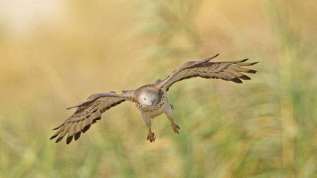 איית הצרעים מתכוננת לנחיתה | צילום: שלמה ולדמן