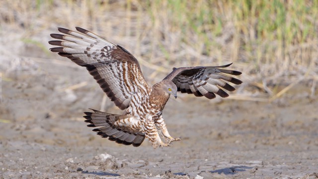 עוד רגע והרגלים נוגעות בקרקע | צילום: שלמה ולדמן