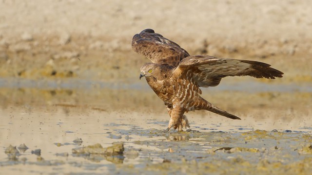 מקווה מים קטן נראה כמקום מושלם לעצירה | צילום: שלמה ולדמן