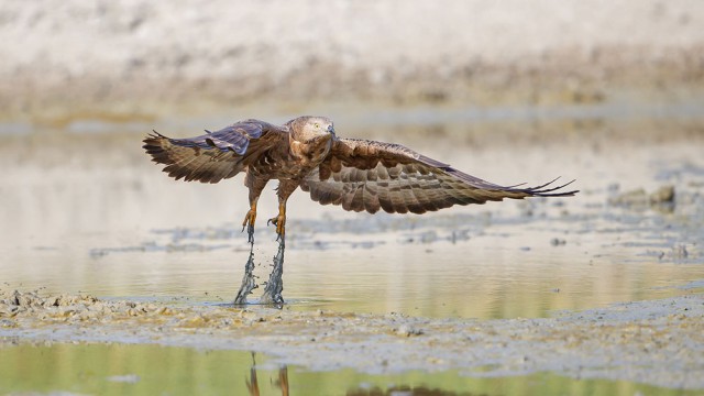 עצירה קצרה לשתייה ושוב ממריאים... | צילום: שלמה ולדמן
