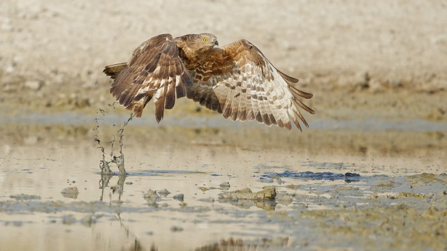 אין זמן לעצור לאורך זמן, אפריקה מחכה... | צילום: שלמה ולדמן
