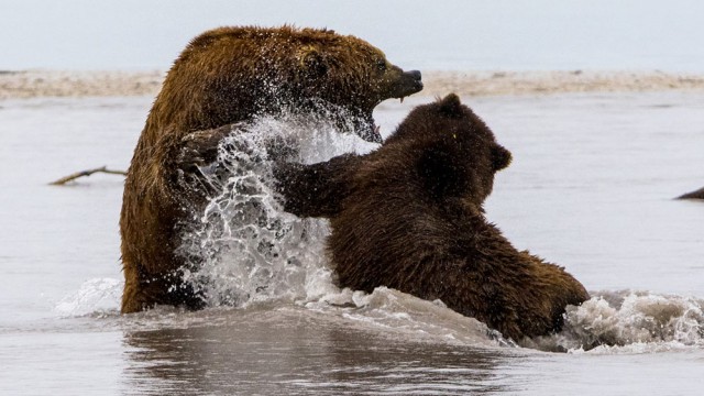 שני זכרים רבים על טריטוריית דייג | צילום: איציק בן מלכי