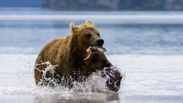 בתקופת ההשרצה של הסלמונים, הדובים החומים של קמצ'טקה חוגגים | צילום: איציק בן מלכי
