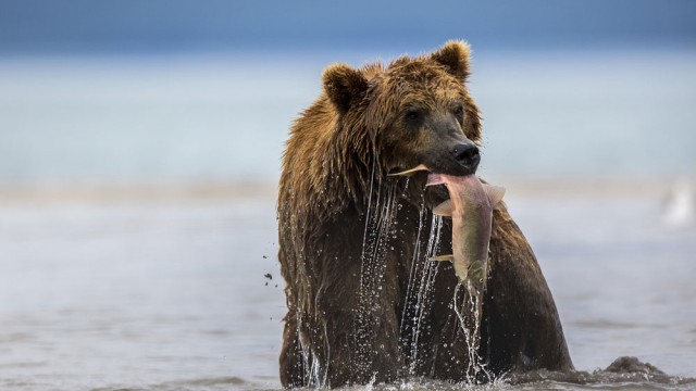 בקיץ דוב חום יכול לאכול עד 30 ק"ג דגים ביום | צילום: איציק בן מלכי