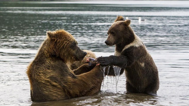 אמא דובה מלמדת את הגור לדוג באגם | צילום: איציק בן מלכי