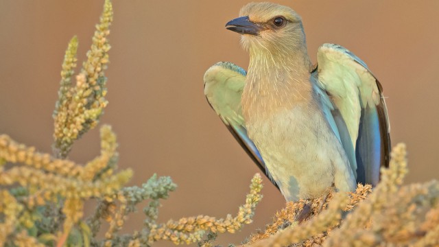 צילום: שלמה ולדמן