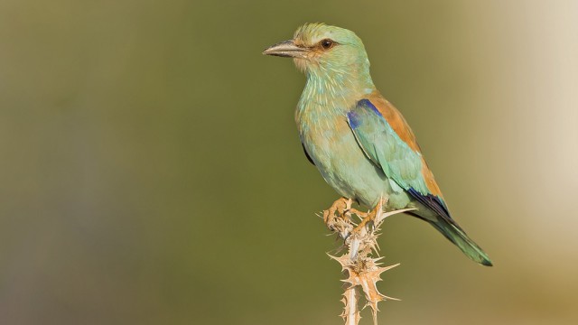צילום: שלמה ולדמן