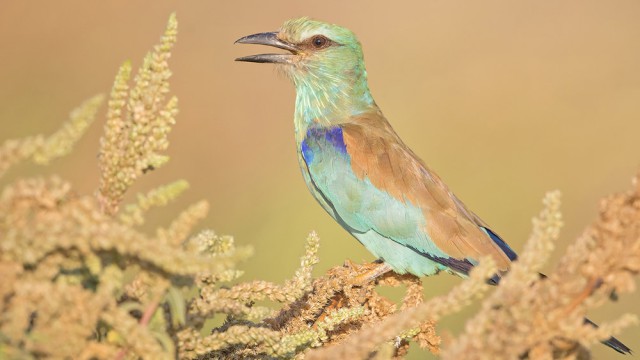 צילום: שלמה ולדמן