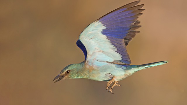 צילום: שלמה ולדמן