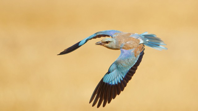 צילום: שלמה ולדמן