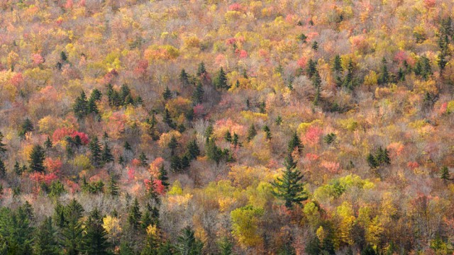 שלכת בהרים הלבנים, ניו המפשייר | צילום: רפי קורן
