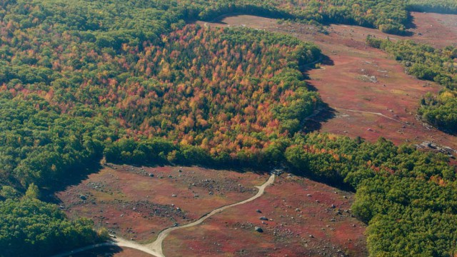 מבט ממטוס על שדות אוכמניות לאחר הקטיף, מיין | צילום: רפי קורן
