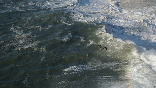 שחף מעל הגלים | צילום שי גינות